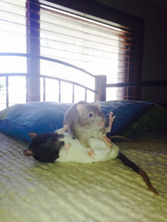 202 Adorable Rat Pics Proving That They Can Be The Cutest Pets Ever
