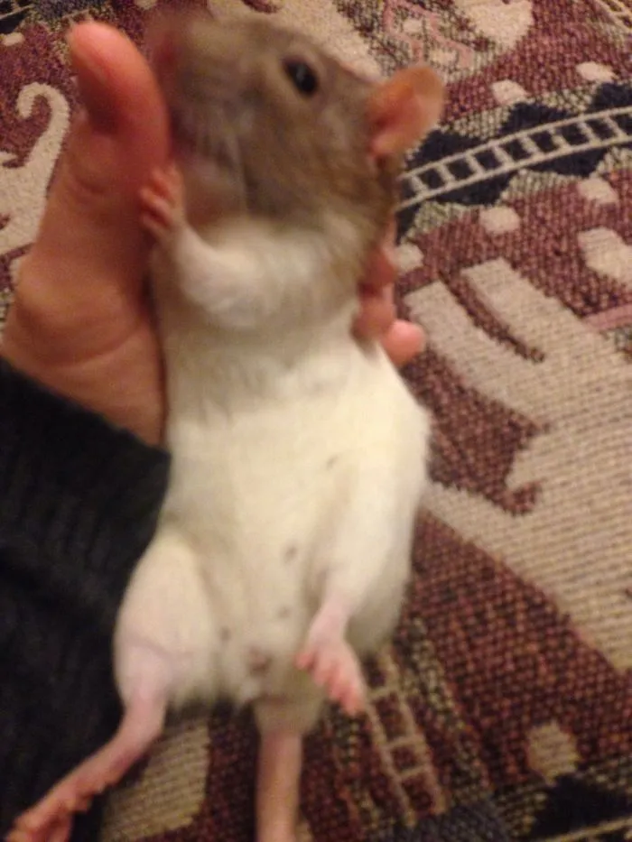 202 Adorable Rat Pics Proving That They Can Be The Cutest Pets Ever