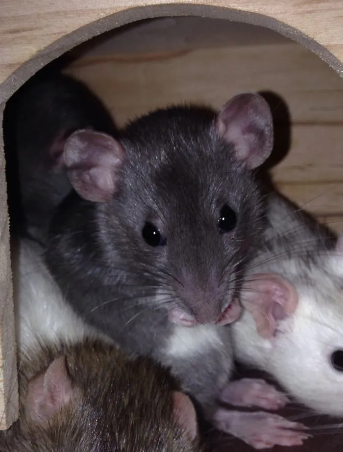202 Adorable Rat Pics Proving That They Can Be The Cutest Pets Ever