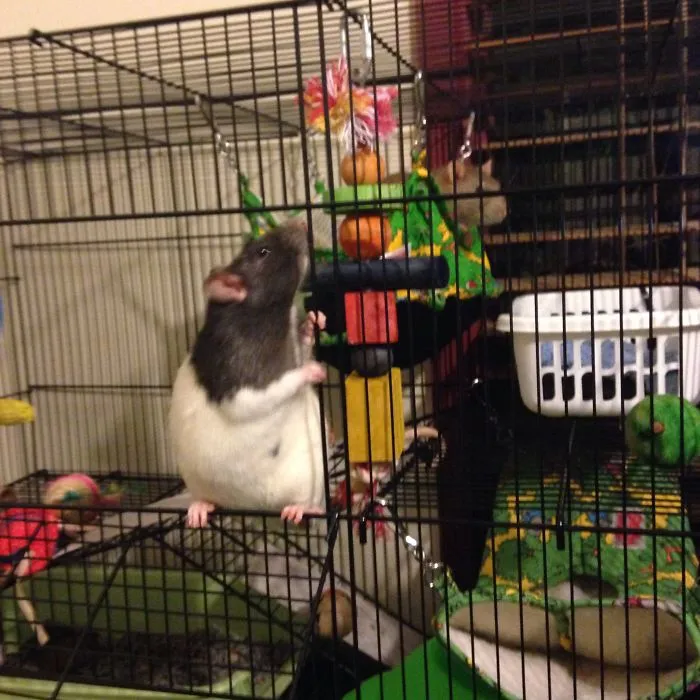 202 Adorable Rat Pics Proving That They Can Be The Cutest Pets Ever