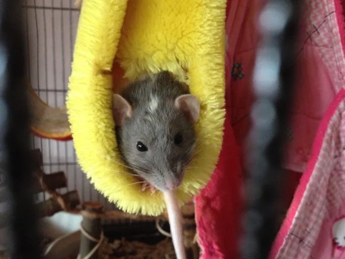 202 Adorable Rat Pics Proving That They Can Be The Cutest Pets Ever