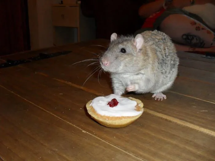 202 Adorable Rat Pics Proving That They Can Be The Cutest Pets Ever