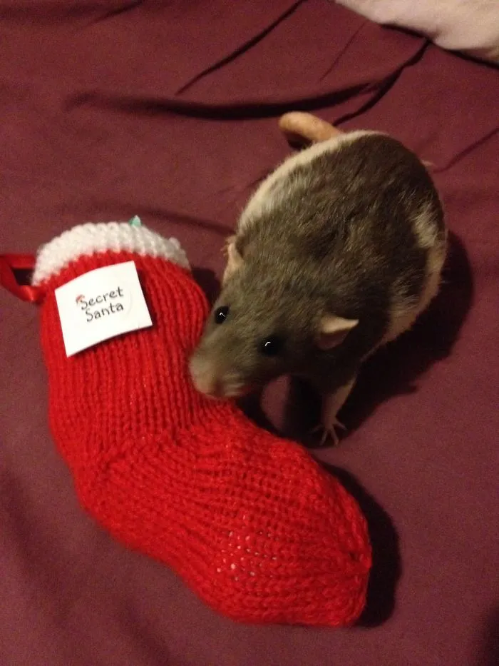 202 Adorable Rat Pics Proving That They Can Be The Cutest Pets Ever