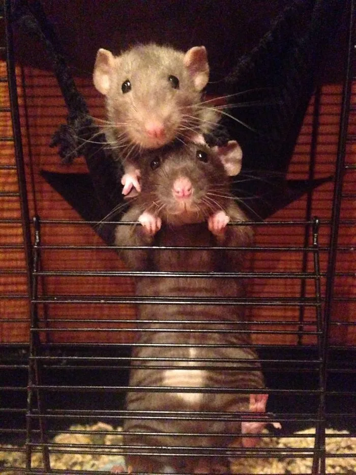 202 Adorable Rat Pics Proving That They Can Be The Cutest Pets Ever