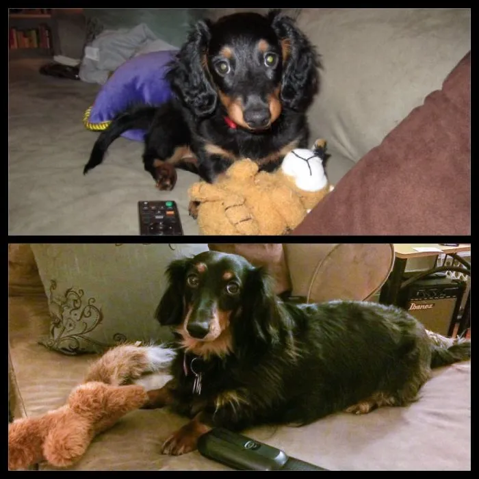 Oscar -5 Years