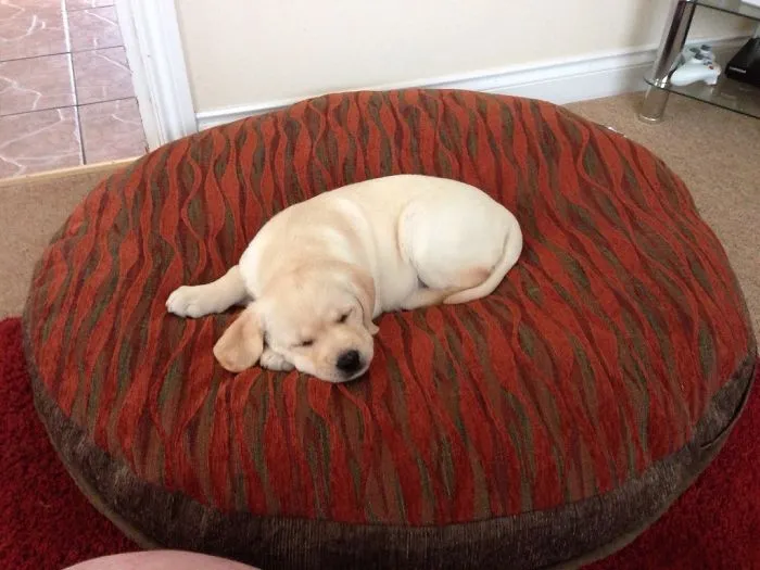 Dixie 9 Months Apart