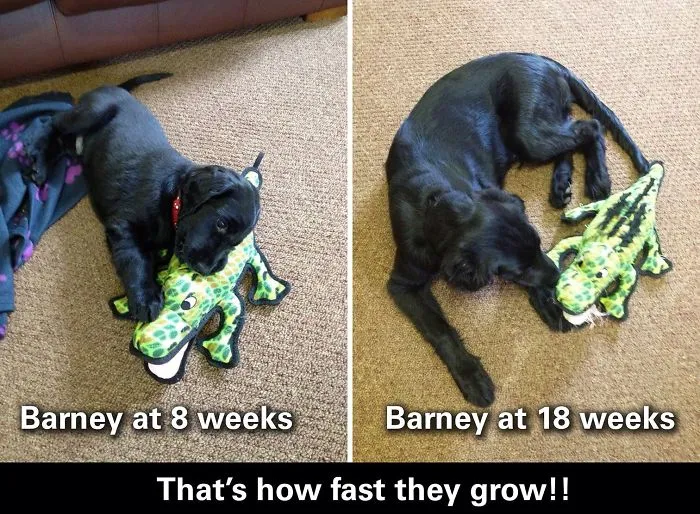 Barney, Our Flat Coated Retriever