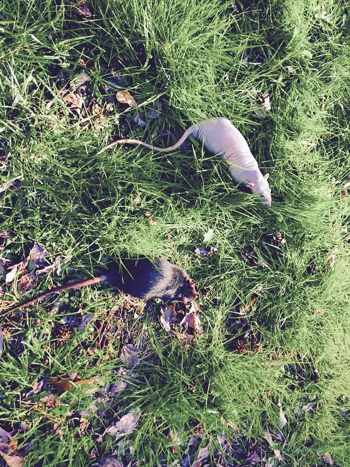 202 Adorable Rat Pics Proving That They Can Be The Cutest Pets Ever