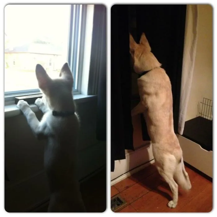 Watchdog