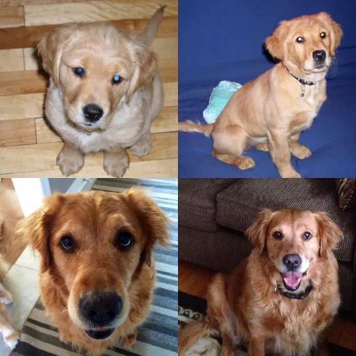 The Evolution 8 Weeks To 10 Yrs