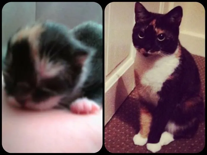 Artemis At 1 Day Old And Now At 6 Years Old.