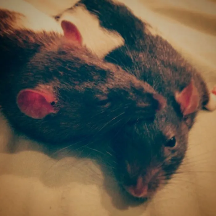 202 Adorable Rat Pics Proving That They Can Be The Cutest Pets Ever