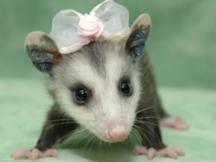 202 Adorable Rat Pics Proving That They Can Be The Cutest Pets Ever