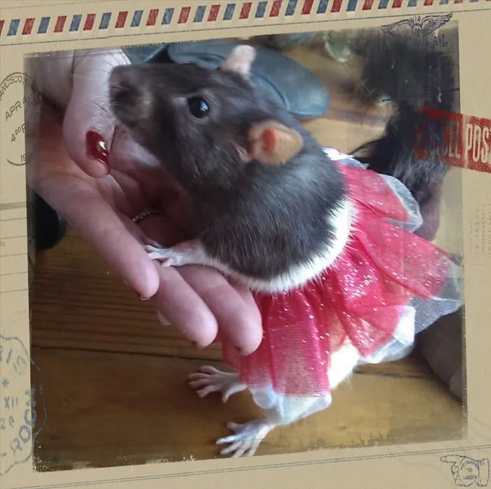 202 Adorable Rat Pics Proving That They Can Be The Cutest Pets Ever