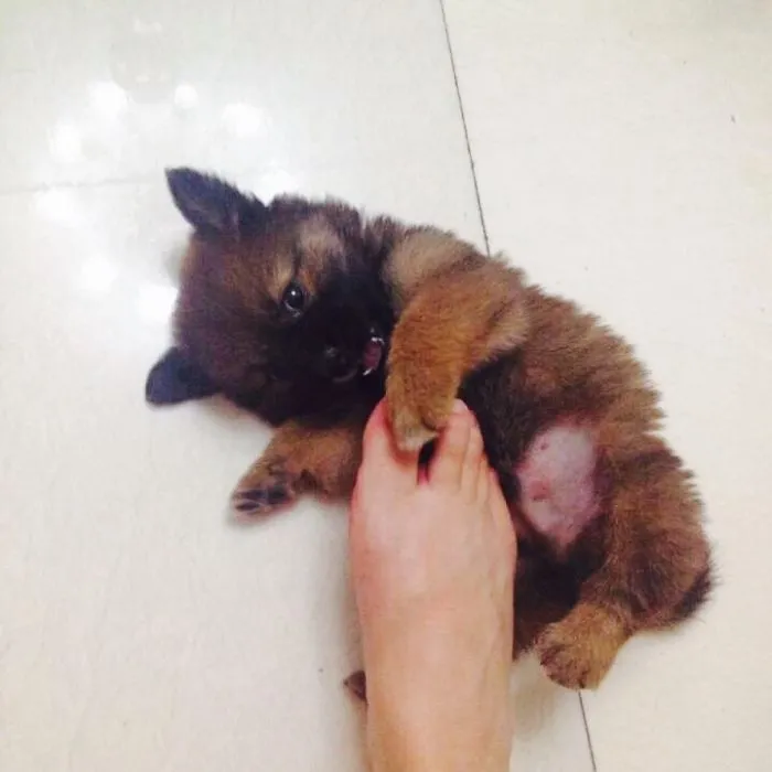 我家汪星人