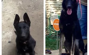 239 Before & After Photos Of Dogs Growing Up (Part II)