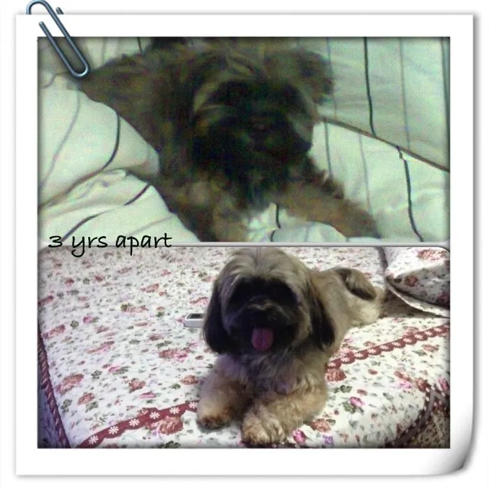 Boomer 3 Yrs Apart
