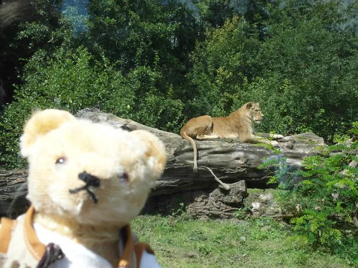90 Of The Funniest Animal Photobombs Ever