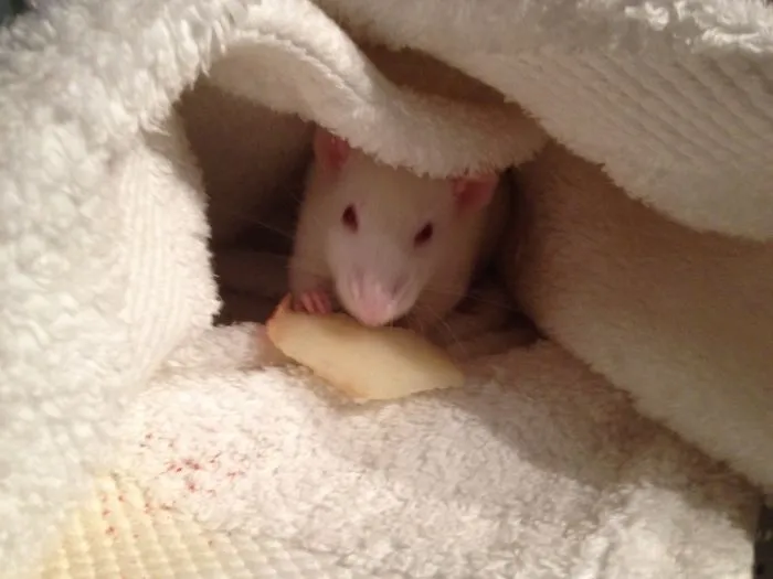 202 Adorable Rat Pics Proving That They Can Be The Cutest Pets Ever