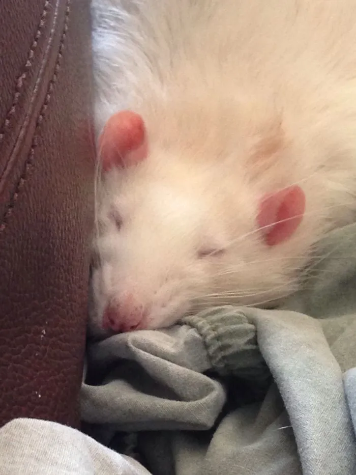 202 Adorable Rat Pics Proving That They Can Be The Cutest Pets Ever
