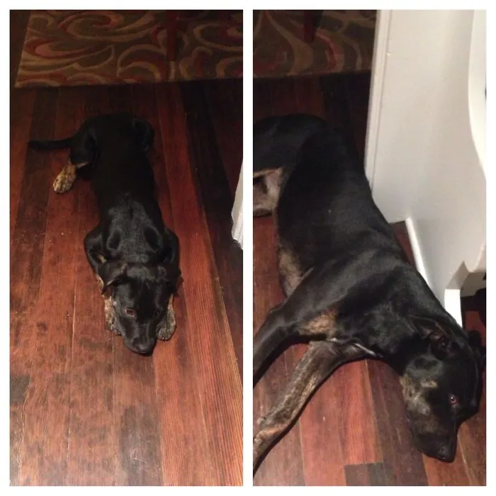 Boone Before And After 1 Year Apart