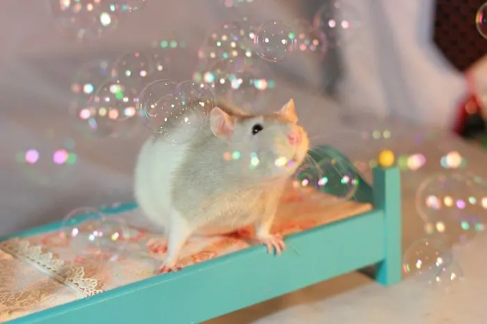 202 Adorable Rat Pics Proving That They Can Be The Cutest Pets Ever
