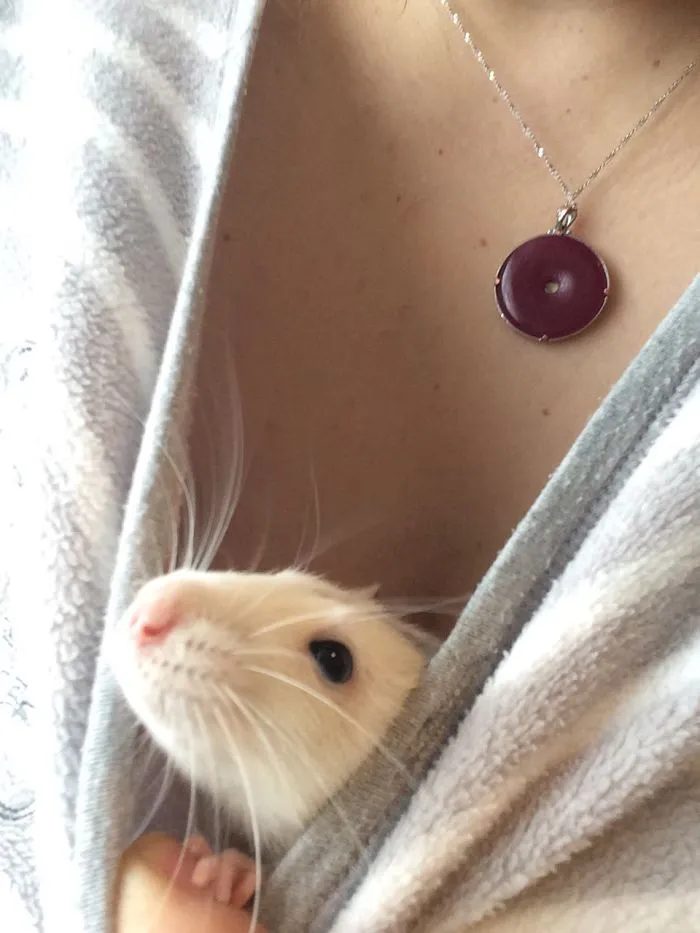 202 Adorable Rat Pics Proving That They Can Be The Cutest Pets Ever