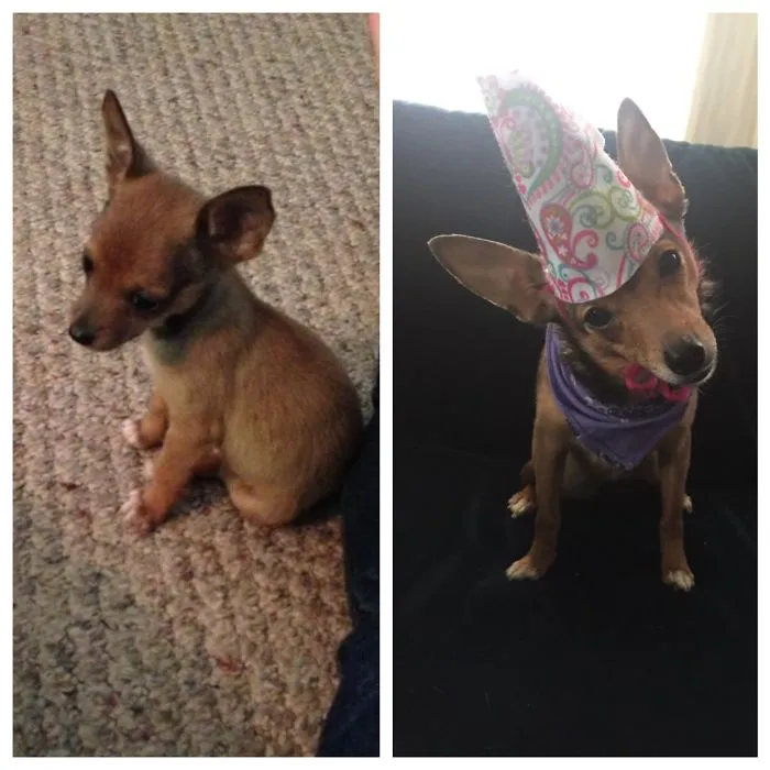 Maeve, The Day I Got Her And Her Second Birthday :)