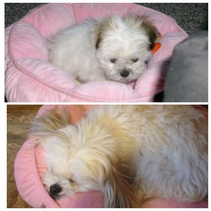 Pippy At 3 Months And 7 Years 