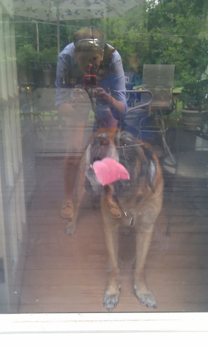 42 Animals Licking Glass That Have No Idea How Silly They Look