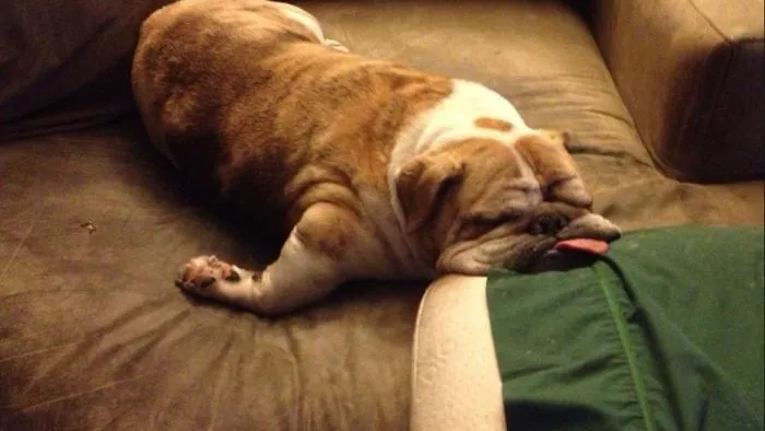 42 Animals Licking Glass That Have No Idea How Silly They Look