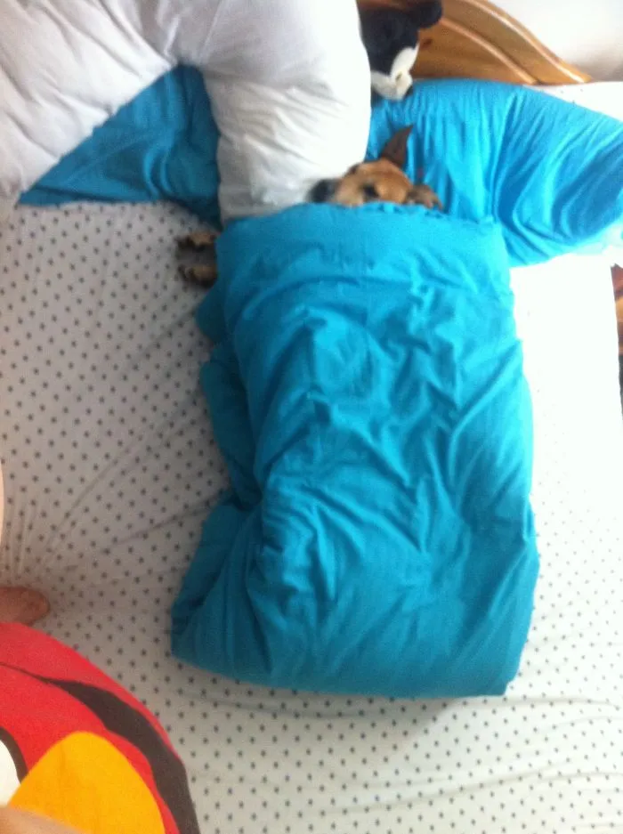 50 Animals That Love Warmth More Than Anything