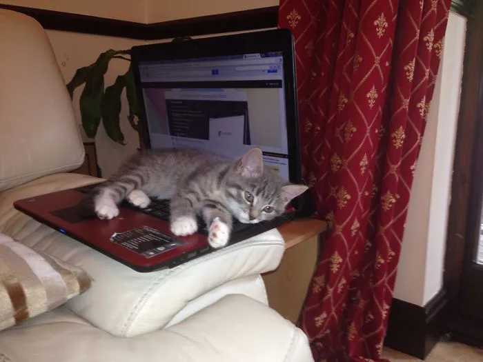 50 Animals That Love Warmth More Than Anything