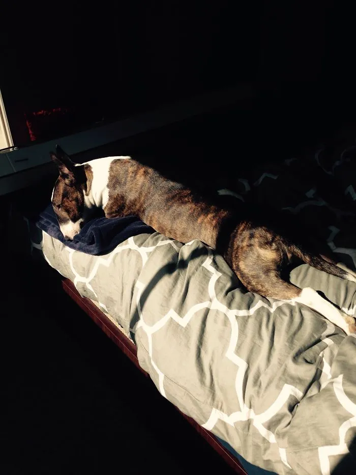 50 Animals That Love Warmth More Than Anything