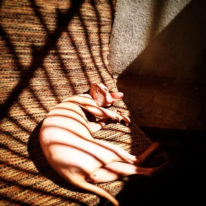 50 Animals That Love Warmth More Than Anything