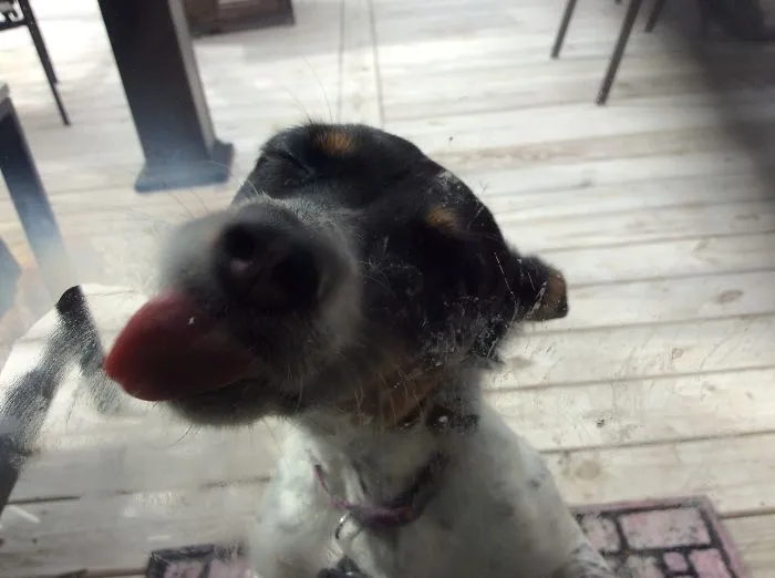 42 Animals Licking Glass That Have No Idea How Silly They Look