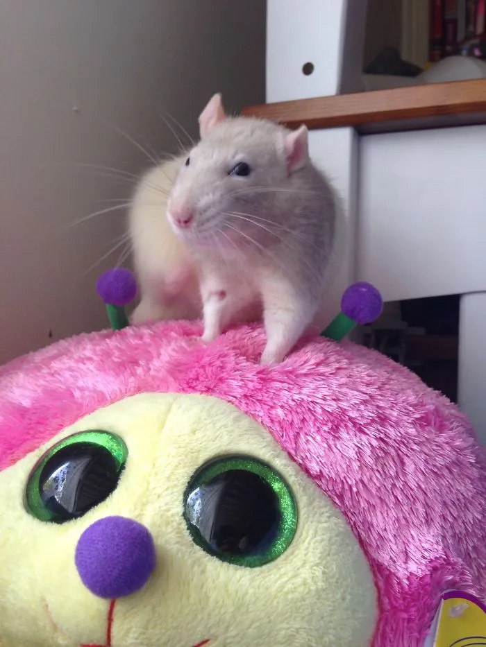 202 Adorable Rat Pics Proving That They Can Be The Cutest Pets Ever