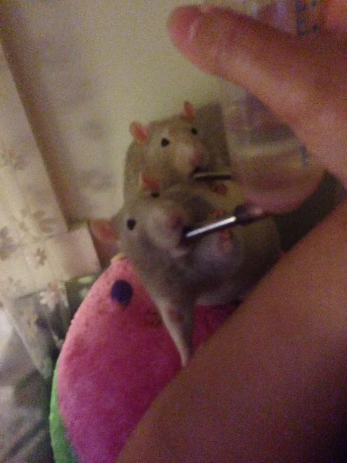 202 Adorable Rat Pics Proving That They Can Be The Cutest Pets Ever