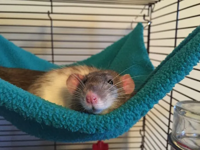202 Adorable Rat Pics Proving That They Can Be The Cutest Pets Ever