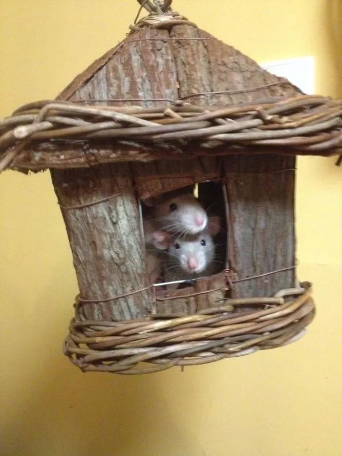 202 Adorable Rat Pics Proving That They Can Be The Cutest Pets Ever