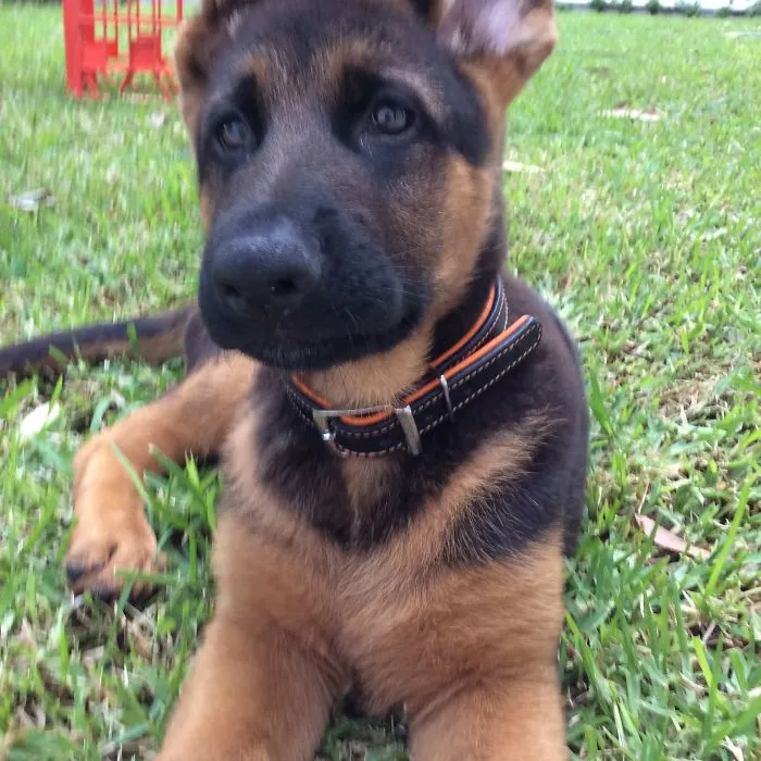 Jabba The German Shepherd