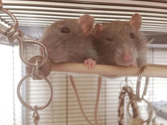 202 Adorable Rat Pics Proving That They Can Be The Cutest Pets Ever