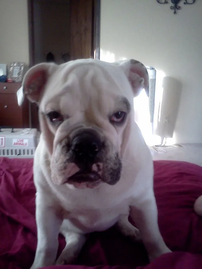 111 Beautiful Bulldog Puppies That Will Melt Your Heart