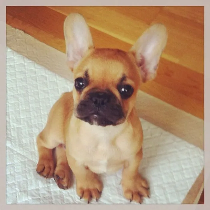 111 Beautiful Bulldog Puppies That Will Melt Your Heart