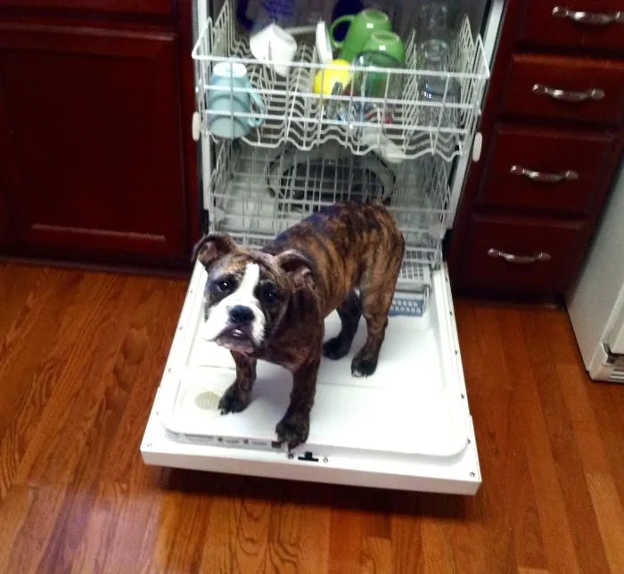 111 Beautiful Bulldog Puppies That Will Melt Your Heart