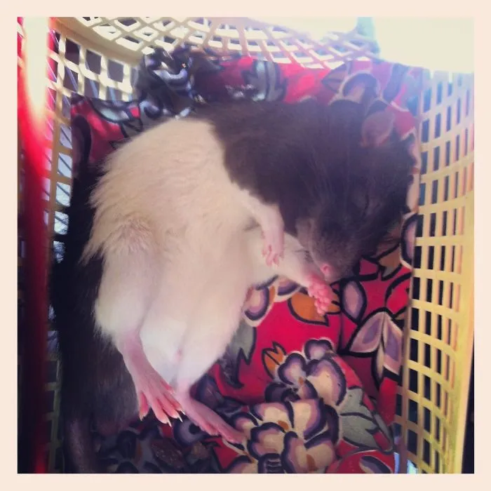 202 Adorable Rat Pics Proving That They Can Be The Cutest Pets Ever