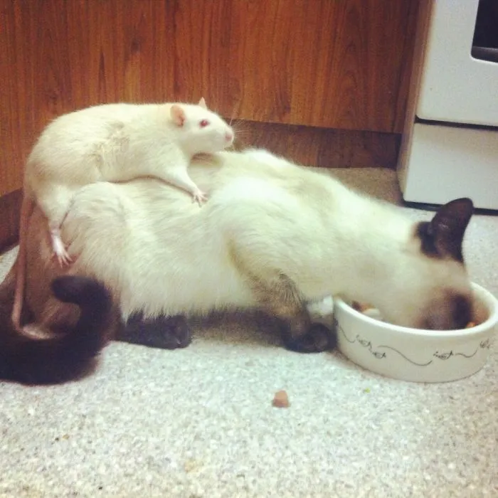 202 Adorable Rat Pics Proving That They Can Be The Cutest Pets Ever