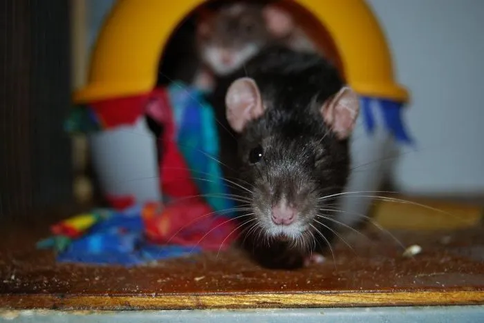 202 Adorable Rat Pics Proving That They Can Be The Cutest Pets Ever