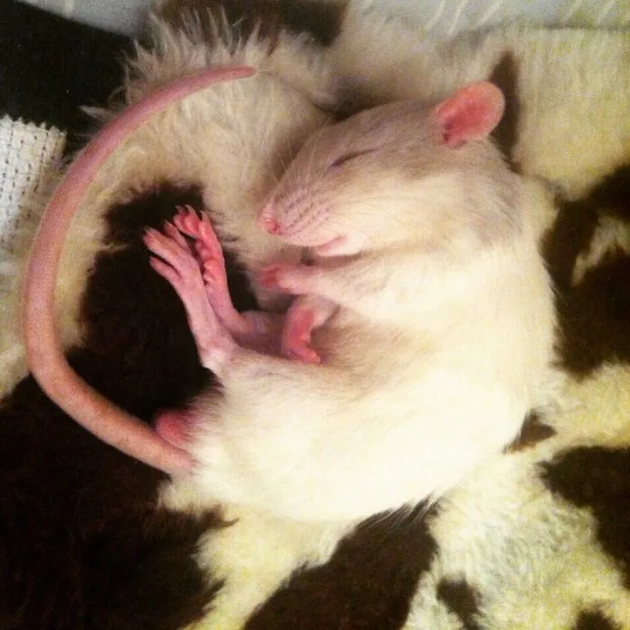 202 Adorable Rat Pics Proving That They Can Be The Cutest Pets Ever