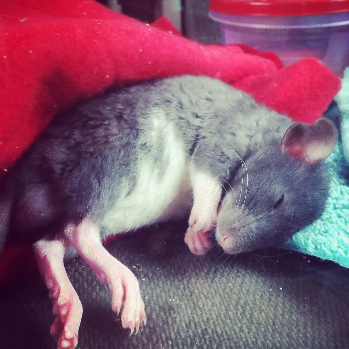 202 Adorable Rat Pics Proving That They Can Be The Cutest Pets Ever